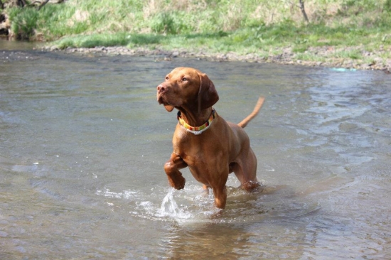 plavecka sezona v plnom prúde