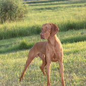 Irwin