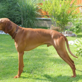 Irwin