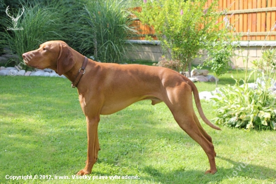 Irwin