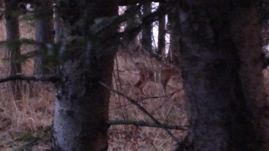 krasna posliedka.. rys na 2m.