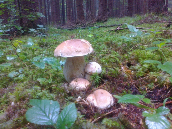 hríby rastú dnes 19ks.