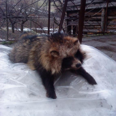 Psík medvedíkovitý