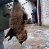 Psík medvedíkovitý