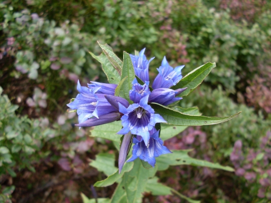 Horec luskáčovitý