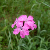 Kvapky rosy