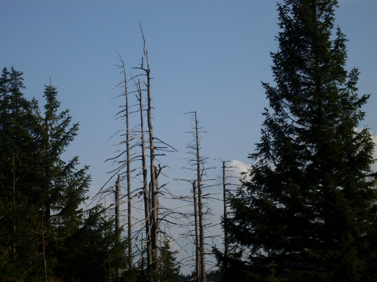 Lykožrút a jeho nasledky na stromy