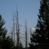 Lykožrút a jeho nasledky na stromy