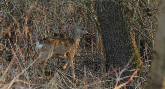 Podvečerná prechádzka
