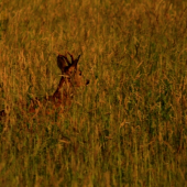 Takmer dokonale maskovaný...