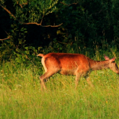 Pravidelná návštevníčka