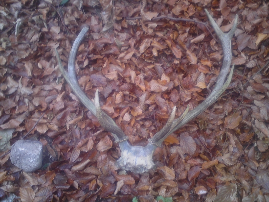 uhyn bol najdeny honcom