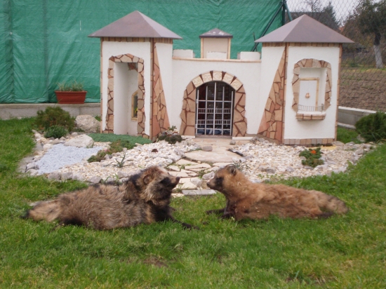 psík medvedíkovitý