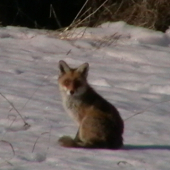 Liška