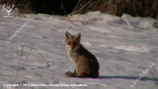 Liška