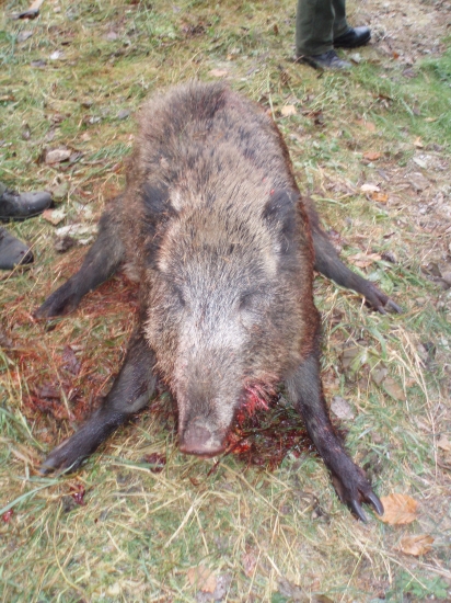 Spoločna poľovačka