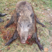 Spoločna poľovačka