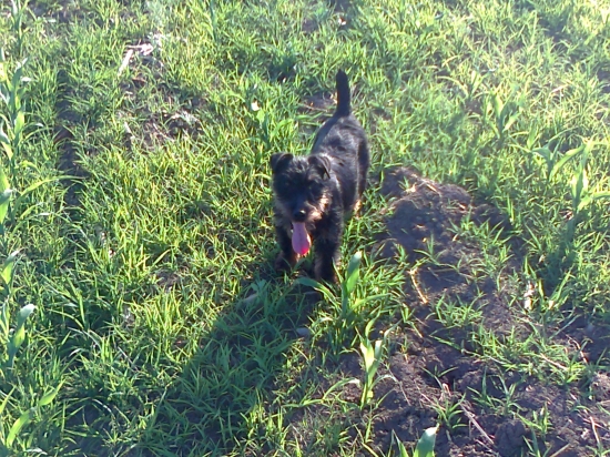 Hurikán Slovakia JATAGAN II. (Hasan)