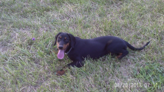 Guffy zo španieho poľa