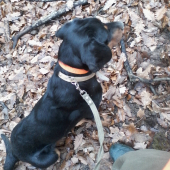 Guffy pred pohonom :)