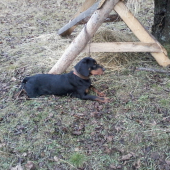 GUFFY zo Španieho poľa na prechádzke :)