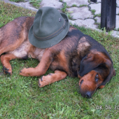 moj Deninko