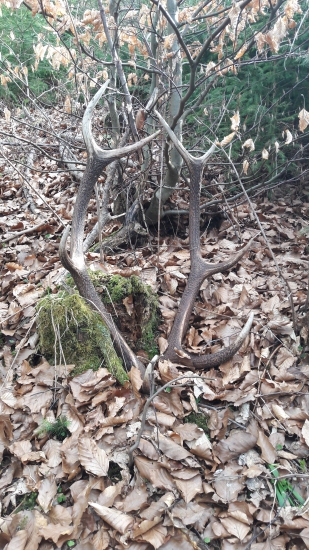 Aj druha vychadzka sa vydarila