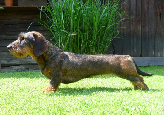 Freya Červený hrun