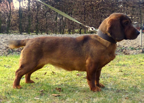 Jola Rodbach - podmienky chovnosti splnené!