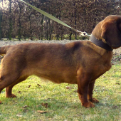 Jola Rodbach - podmienky chovnosti splnené!