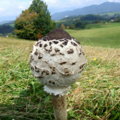 bedľa vysoká