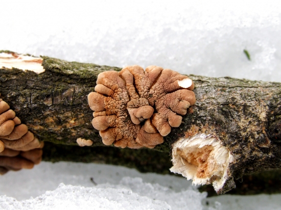 Huba v tvare kvietku