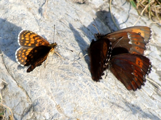 hnedáčik a očkáne