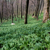 medvedí cesnak
