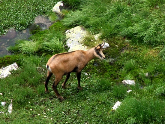 kamzík vrchovský tatranský