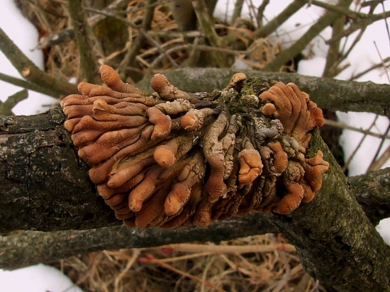 hypocreopsis lichenoides