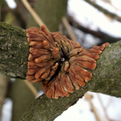 hypocreopsis lichenoides