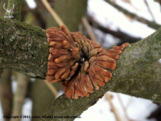 hypocreopsis lichenoides