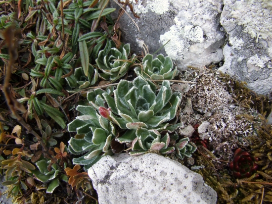 lomikameň metlinatý