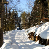 lesná cesta