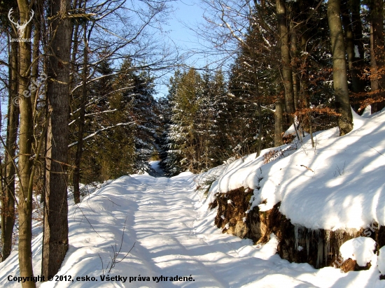 lesná cesta