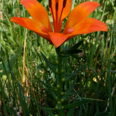 Ľália