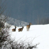Jelenice