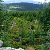 Trochu zelenej