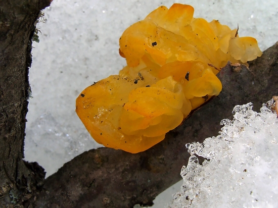 rôsolovka zlatožltá