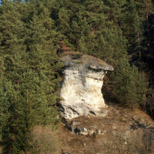 Skalný hríb