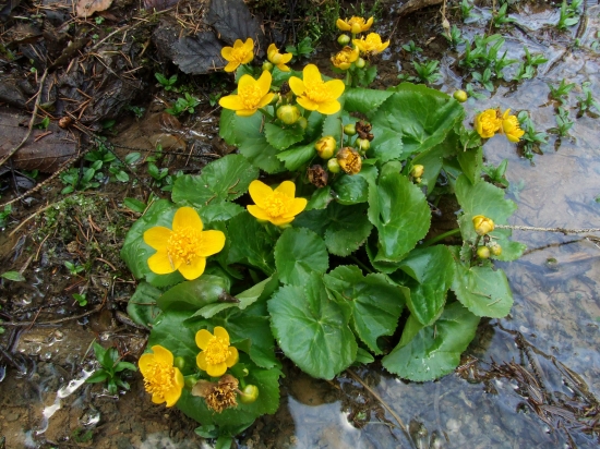 záružlie močiarne