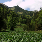 Vajskovská dolina