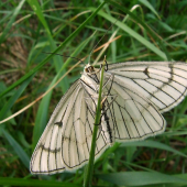 piadivka žilkovaná