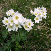 Veternica narcisokvetá
